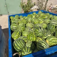 هندونه شیرین متوسط