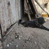 سگ نر ۳ساله