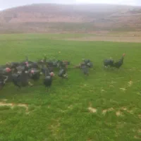 ۴۰عدد بوقلمون