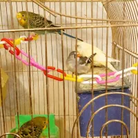 مرغ عشق زیبا|پرنده|مشهد, شهید بهشتی|دیوار