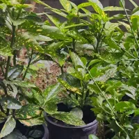 درختچه اکوبا