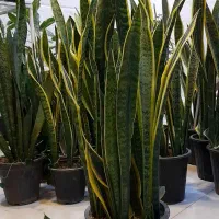 سانسوریا دورطلایی سطل هفت شمشیری پا بلند|گل و گیاه طبیعی|قم, نیروگاه|دیوار