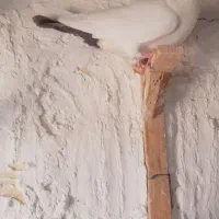 کبوتر|پرنده|ریگان, |دیوار