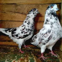 کفتر دستپرقوچی دهنخورده