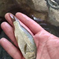 زمین دارم کسی هست بیاد شیلات بزنه داخلش