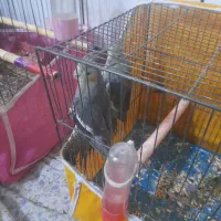 عروس هلندی نر و ماده جوجه کن