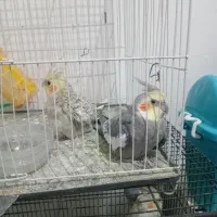 جفت عروس هلندی|پرنده|تربتحیدریه, آغوی|دیوار