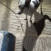 سگ گرگی|سگ|کهریزک, |دیوار