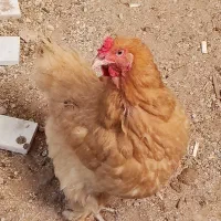 فروش مرغ و خروس