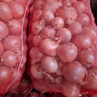 تامین کننده پیاز برا صادرات و شهرستان|حراج|بناب, |دیوار