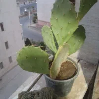 گل.گیاه کاکتوس