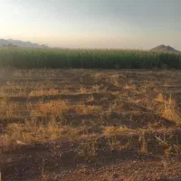 80جریب زمین کشاورزی واقع در دهاقان|فروش دفتر صنعتی، کشاورزی، تجاری|دهاقان, |دیوار