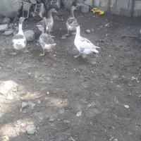 غاز|حیوانات مزرعه|سیاهکل, |دیوار