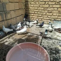 کبوتر پرشی