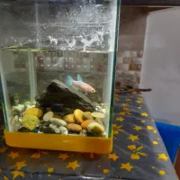 فایتر ماده خاص آماده معاوضه هم دارم