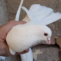 سه تاحیون پرشی|پرنده|نیشابور, ریوند|دیوار