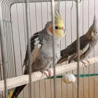 پرنده طوطی هلندی|پرنده|پرند, فاز ۶|دیوار