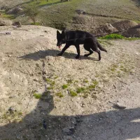 توله ژرمن بلک شولاین