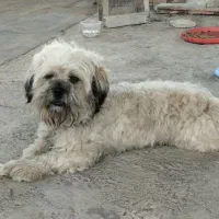 سگ پاکوتاه ردیف کامل واکسن زده