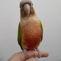 پرنده گرینچیک