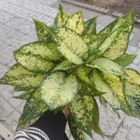 فروش گیاه اپارتمانی