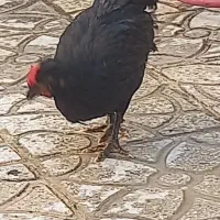 جوجه مرغ و خروس گلین