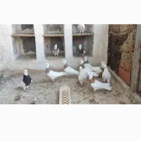 طوقی|پرنده|شیراز, دروازه اصفهان|دیوار