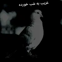 کبوتر جهت برکت|پرنده|رشت, امین الضرب|دیوار