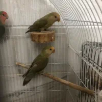 جوجه برزیلی