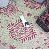 سیاه چپ وسیاه شسصی جفت ماده