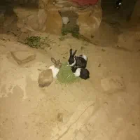 خرگوش فروشی بچه هاشو فقط میفروشم تخفیف میدم