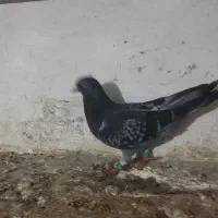 کفتر پرنده پرشی|پرنده|مشهد, ایثار|دیوار