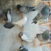 75تاکفتربومب همه رنجر