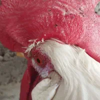 دو عددخروس|حیوانات مزرعه|میناب, |دیوار