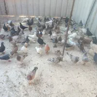 دسته کفتر چاشنی سرور|پرنده|شیراز, دروازه اصفهان|دیوار