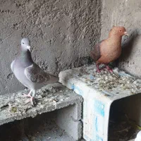 کبوتر طوقی، شازده سبز،سبز کاشانی، قهوه ای، دورگ|پرنده|مبارکه, |دیوار