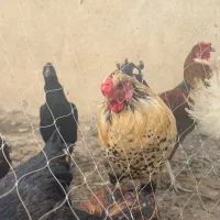 خروس و مرغ تخمگذار|حیوانات مزرعه|بندر دیر, |دیوار