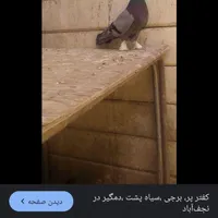 گمشده