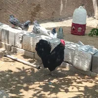 مرغ وخروس