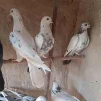 کبوترگرفتنی|پرنده|قم, کیوانفر|دیوار