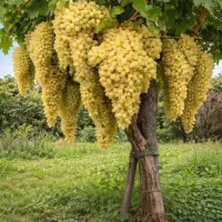 کود اوره
