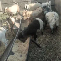 گوسفند فروشی|حیوانات مزرعه|کرمان, |دیوار