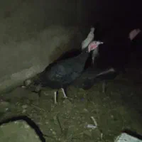 مرغ.محلی15عدرجه.یک|حیوانات مزرعه|رزن, |دیوار