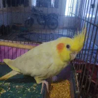 عروس هلندی اهلی