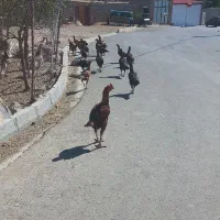 فروش مرغو خروس لاری|حیوانات مزرعه|دیواندره, |دیوار