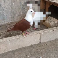 کفتر کله سفید سرخ