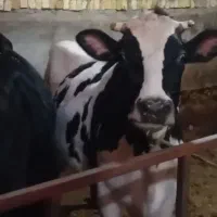 ماده گاو شیری|حیوانات مزرعه|قیدار, |دیوار