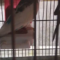 مرغ عشق انگلیسی با قفس|پرنده|تهران, نارمک|دیوار