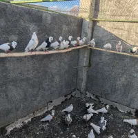 فروش 10جفت طوقی|پرنده|مبارکه, |دیوار