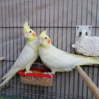 عروس هلندی لوتینو|پرنده|شیراز, شهرک سعدی|دیوار